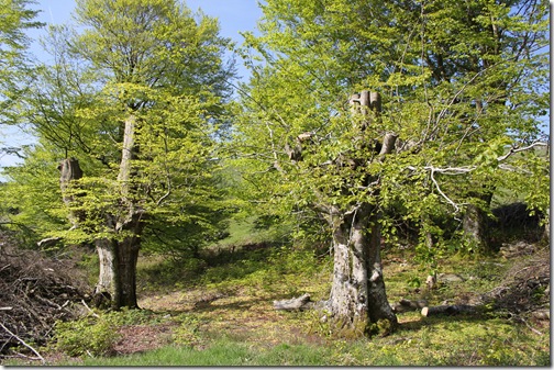 Natura Xilocae: mayo 2011